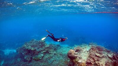 Peter Gash, owner and manager of the Lady Elliot Island Eco Resort, snorkelling during an inspection of the reef's condition in an area called the 'Coral Gardens' located at Lady Elliot Island, north-east of the town of Bundaberg in Queensland, Australia, June 11, 2015. David Gray/Reuters