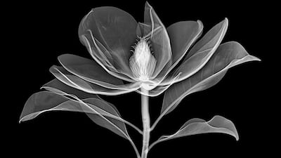 Bracken's Brown Beauty Magnolia by Allan Gill is part of Nestled in Nature. Courtesy The Empty Quarter