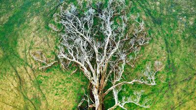 Julie Kenny from Australia won a gold in the Plants and Fungi category. She took a picture of a eucalyptus at Mount Barker in Western Australia