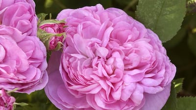 Rosa x damascena 'La Ville de Bruxelles', Damask rose