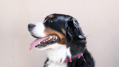 Tia the Bernese mountain dog: Tia is a big, loveable teddy bear. Bernese mountain dogs are known for their loyalty, affectionate nature and intelligence making them the perfect reading companion for children of all ages. Reem Mohammed / The National