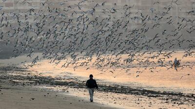 A man walks on a beach as a flock of the seagulls flies over the Arabian Sea coast in Mumbai, India. Migratory birds arrive in the winter season from different parts of India and neighbouring countries and are usually leaving the region again in the spring months. Divyakant Solanki / EPA