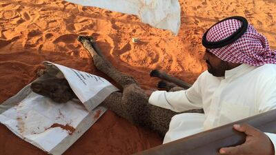 Saudi camel herder Abdullah Tamim is pictured trying to comfort his sick baby camel. Rym Ghazel / The National