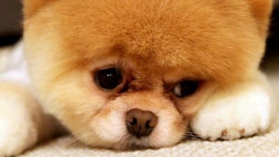 Boo the dog. Photo courtesy @iamboo_officialfanpage / Instagram