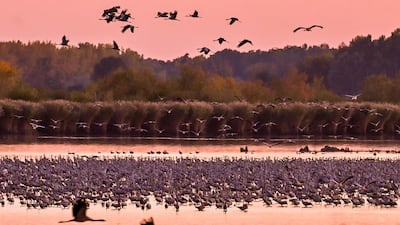 Migrating grey cranes gather during sunset at their roosting site in the Hortobagy National Park, Hungary. EPA