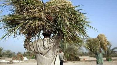 Workers harvest grass used to feed camels at Ajban Farms in Abu Dhabi. The farms receive water free of charge.