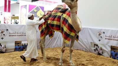 The UAE's other favourite creature - the camel - is on display this week at the Adnec exhibition