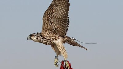 The tradition of falconry is thought to date back thousands of years, and for centuries nomad hunters relied on falcons. Naseem Zeitoon / Reuters