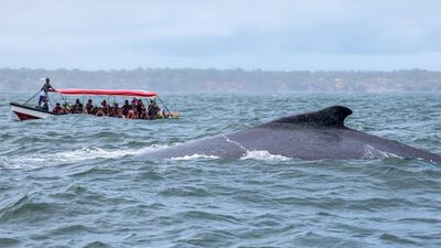 A boatload of tourists watch a humpback whale in the Pacific Ocean at Bahia Malaga Natural Park, Colombia, on Friday, August 29. AFP