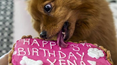 Xena tucks into her birthday cake. Courtesy Howl & Growl
