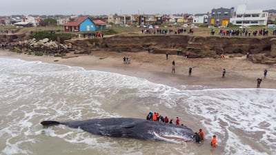 Picture released by Telam news agency showing an aerial view of a stranded whale in Santa Clara del Mar, 20 km north of Mar del Plata, Buenos Aires Province, Argentina. The 15-metre-whale died despite efforts to free it from the sand, the Argentine Fauna Foundation said. AFP