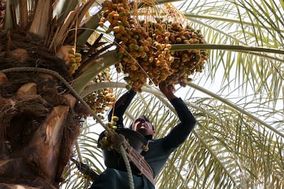 Climate change could affect agriculture, the report warns. Ahmed Yosri / Reuters