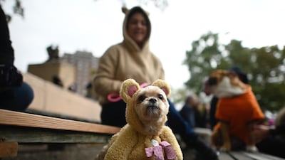 A dog dressed in a teddy bear costume attends the Tompkins Square Halloween Dog Parade in Manhattan in New York City. / AFP