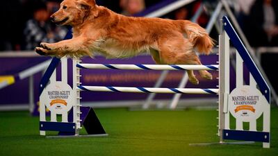 More dogs jumping: A dog competes in the Masters Agility Championship during the Annual Westminster Kennel Club Dog Show on February 8, 2020 in New York City. AFP