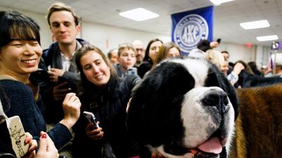 People pet a Saint Bernard named Aristo in the benching area before the start of the second night of the 2019 Westminster Kennel Club Dog Show. Photo: EPA