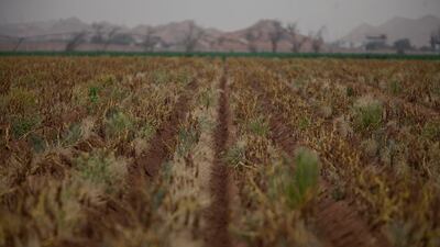 The farmers’ centre this year aims to triple the amount of local potatoes produced to nearly 2,500 tonnes, from a figure below 900 tonnes last year.