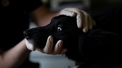 A dog collected in Ukraine is prepared for surgery for serious injuries to its hind legs at the Ada veterinary clinic in Przemysl, Poland. AP