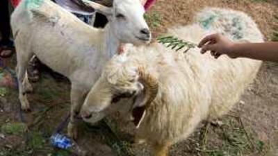 Many animals will be slaughtered during Eid in Abu Dhabi.