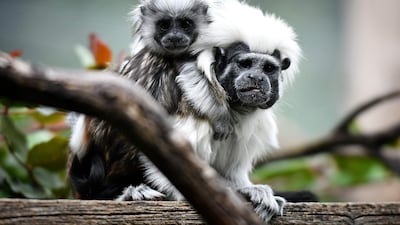 A newborn Oedipus Tamarin is pictured at the Bioparco zoo in Rome. AFP