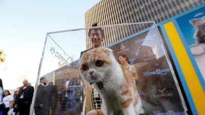Waffles the cat sits in a Plexiglas box at the film premiere of Nine Lives at the TCL Chinese theatre in Hollywood, California. Mario Anzuoni / Reuters