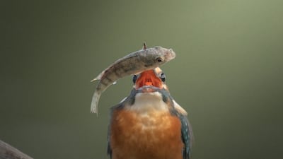 Bansal (UAE Wildlife).