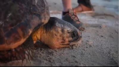The turtle that Sheikha Sheema helped rescue. Instagram / Sheikha Shaikha bint Mohammed bin Rashid