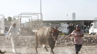 Unloading the bull for the fight at the Bull fighting in Fujairah corniche.