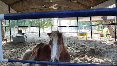 This 18 year-old pony was rescued from abuse and now lives at leisure at the Bahya sancutary farm in Bahya. Delores Johnson / The National