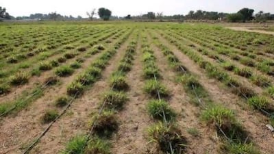 Agriculture is the main cause of the depletion of the UAE's supply of groundwater.