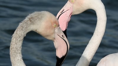 Flamingos gather at Ras Al Khor Wildlife Sanctuary in Dubai. EPA