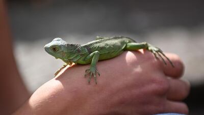 A woman holds her lizard outside the Virgen del Carmen church in Guatemala City. AFP