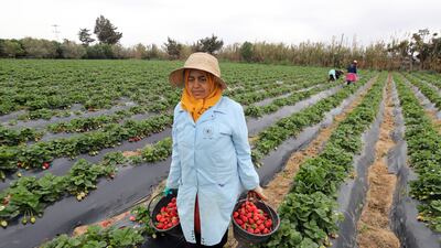 Tunisian farmers harvest strawberries in a strawberry field in Nabeul, Tunisia. The strawberry harvest accounts for nearly 90 per cent of national production.
