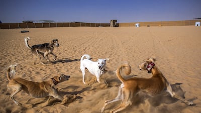 Bark Park, the first dogs-only park in Dubai, was set up to allow Salukis and other dogs to run safely off their leads. Victor Besa for The National