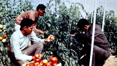 Tomatoes grown in the greenhouses on Saadiyat. Courtesy Merle Jensen/University of Arizona