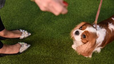 Treat yo'self: A King Charles spaniel waits on the sidelines before participating in the annual Westminster Kennel Club dog show on February 10, 2020. AFP