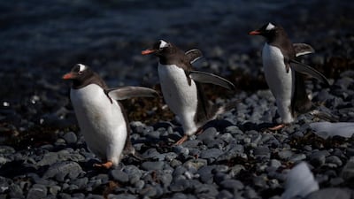 A group of gentoo penguins walk along Quentin Point, Anvers Island, Antarctica. REUTERS