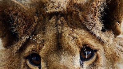 Male lion Marjan looks out from his cage in Afghanistan’s Kabul Zoo in Kabul. Staff at Kabul Zoo unveiled its new star attraction Marjan the lion, who lived on a private rooftop in the city until being rescued by animal welfare officials. Shah Marai / AFP