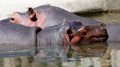 Two hippopotamus in their enclosure at the zoo in Karlsruhe, Germany. EPA