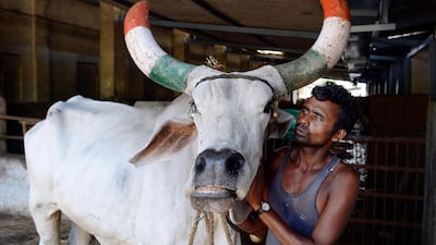 A worker tends to a bullock at the Shree Gopala Goshala north-east of Mumbai, one of about 25,000 cow shelters in India. Indranil Mukherjee / AFP / June 8, 2015