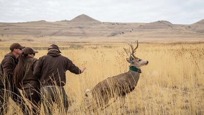 Biologists with the Utah Division of Natural Resources release a male mule deer after checking its health and affixing a GPS collar to it in Antelope Island, Utah. The deer were caught with a net gun and airlifted by helicopter to Fielding Garr Ranch. AP