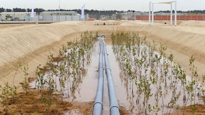 The salt-tolerant halophyte plants thrive in arid, desert conditions and do not require fresh water or arable land to grow. Any remaining wastewater passes through a cultivated mangrove, which naturally filters more of the nutrients before it is discharged back into the sea. Antonie Robertson / The National