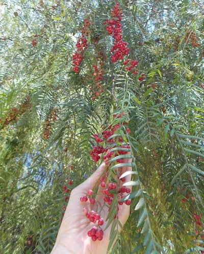 A pink peppercorn tree at Mujeb Organic Farm, Amman. Photo: Nico Dingemans