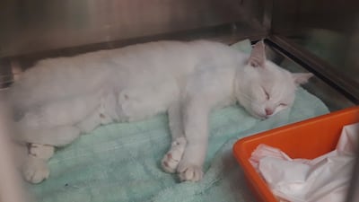 Leila is a white female domestic short hair