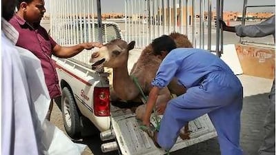 Men unload a young camel at the Al Ain abattoir, which like all other slaughterhouses in the country is operated according to halal standards.