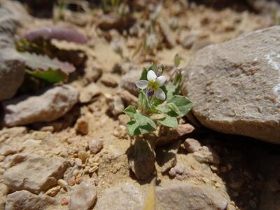 Helleborine Orchid (Epipactis veratrifolia), the only species of orchid native to the UAE.