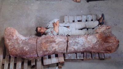 A technician lies next to the femur of a dinosaur at the Egidio Feruglio Museum in Argentina’s Patagonian city of Trelew. Paleontologists in Argentina’s remote Patagonia region have discovered fossils of what may be the largest dinosaur ever, amid a vast cache of fossils that could shed light on prehistoric life. Museo Egidio Feruglio / Reuters