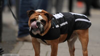 A dog wearing the colours of Newcastle United outside the stadium before the match. Action Images via Reuters