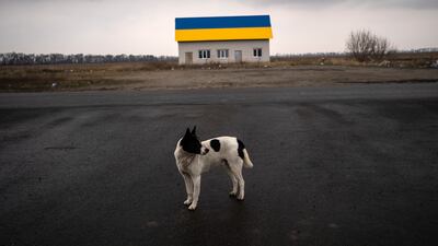 A dog looks at cars passing by on the road near a house painted with the colors of the Ukrainian flag, on the outskirts of the capital Kyiv. AP Photo