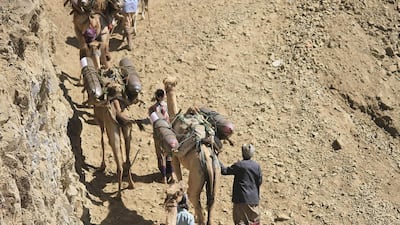 The camel herders are paid 1,400 Yemeni Riyals for each animal that makes the journey through the mountains surrounding Taez city. Taha Saleh for The National