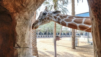 Abby is joined by a hungry ostrich at Emirates Park Zoo. Victor Besa/The National